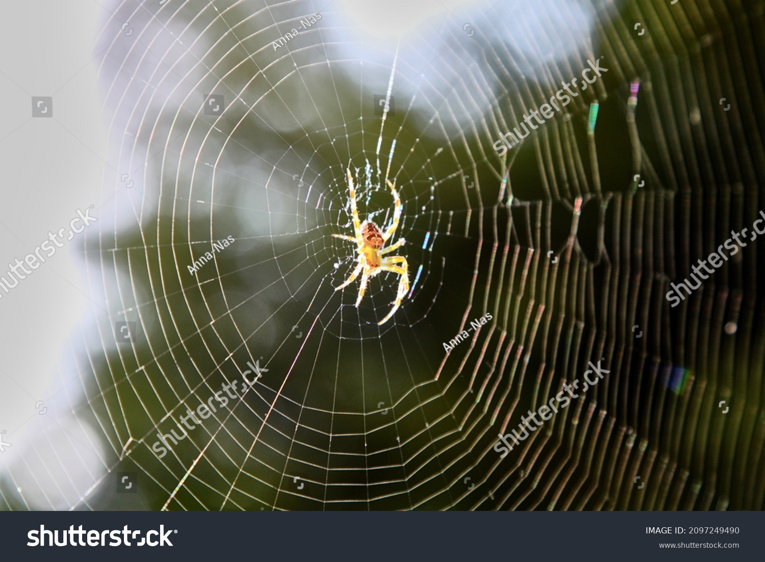 Blurred silhouette of a spider in a web on a blurred natural green background. Selective focus. High quality photo #2097249490