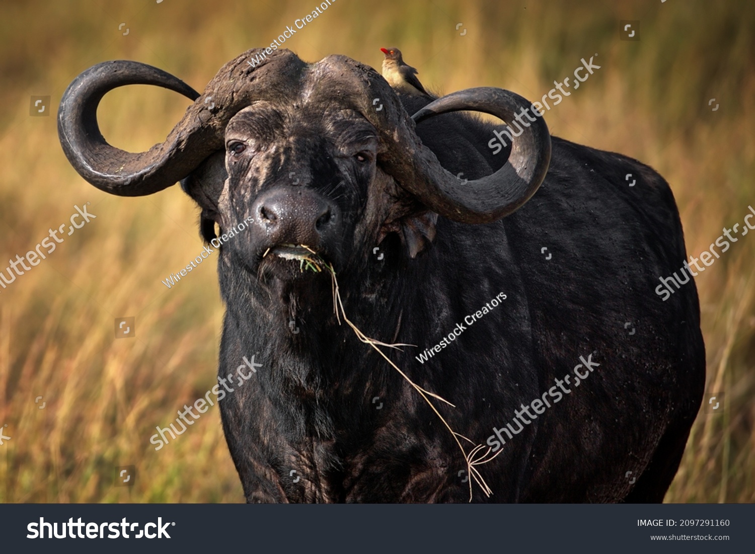 An African buffalo in a field in Masai Mara, Kenya during daylight #2097291160