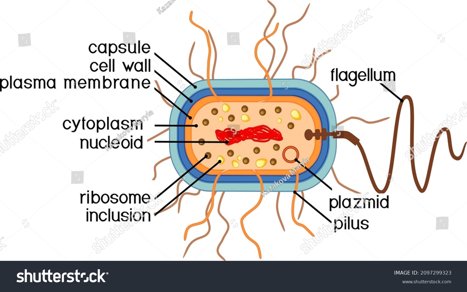 Bacterial Cell Structure Prokaryotic Cell With Royalty Free Stock Vector 2097299323 2216