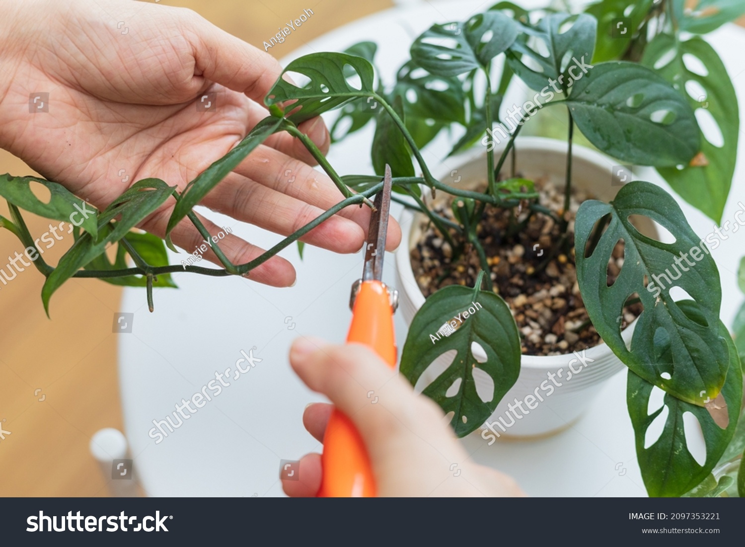 Woman propagating Adanson's monstera plant from leaf cutting in water. Water propagation for indoor plants. #2097353221