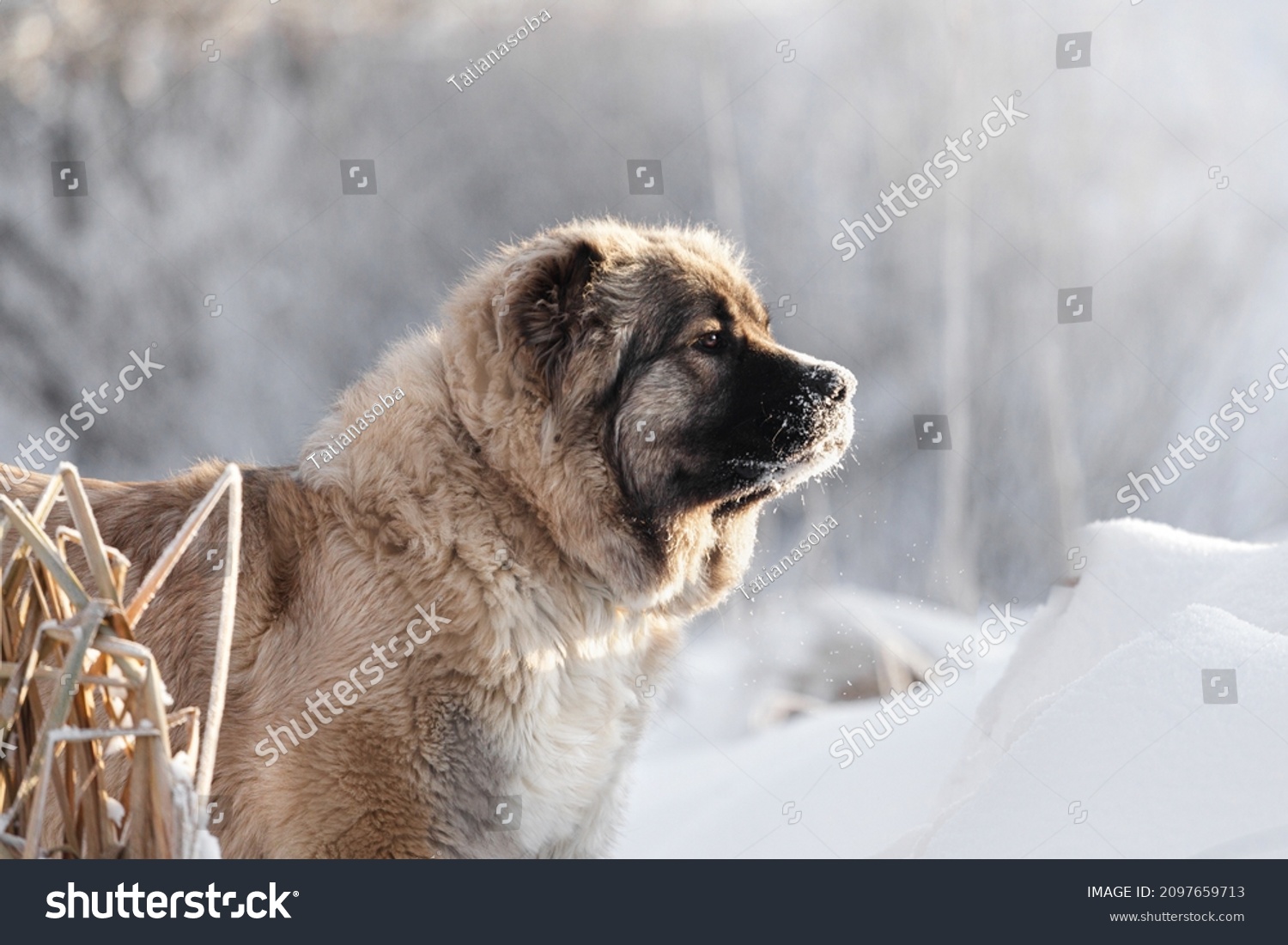 Portrait of a fluffy caucasian shepherd dog in the snow #2097659713