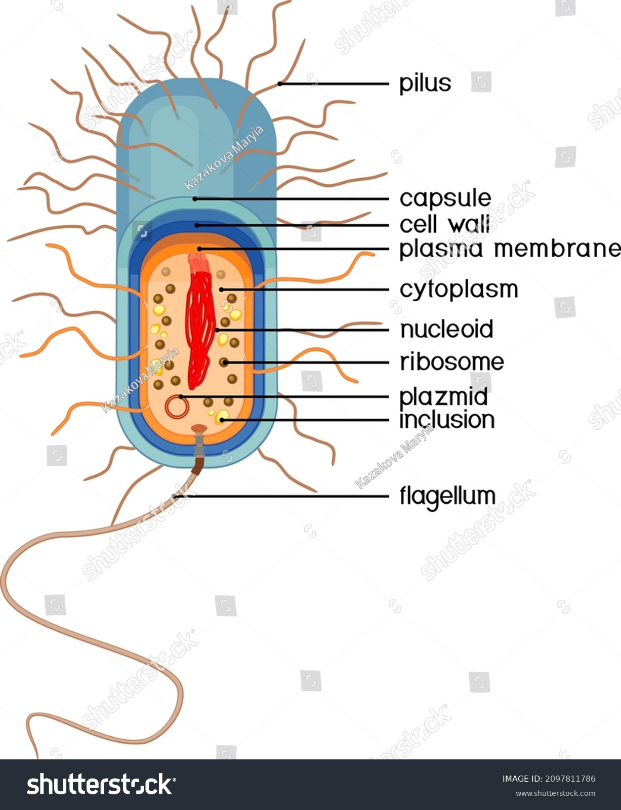 Bacterial cell structure. Prokaryotic cell with - Royalty Free Stock ...