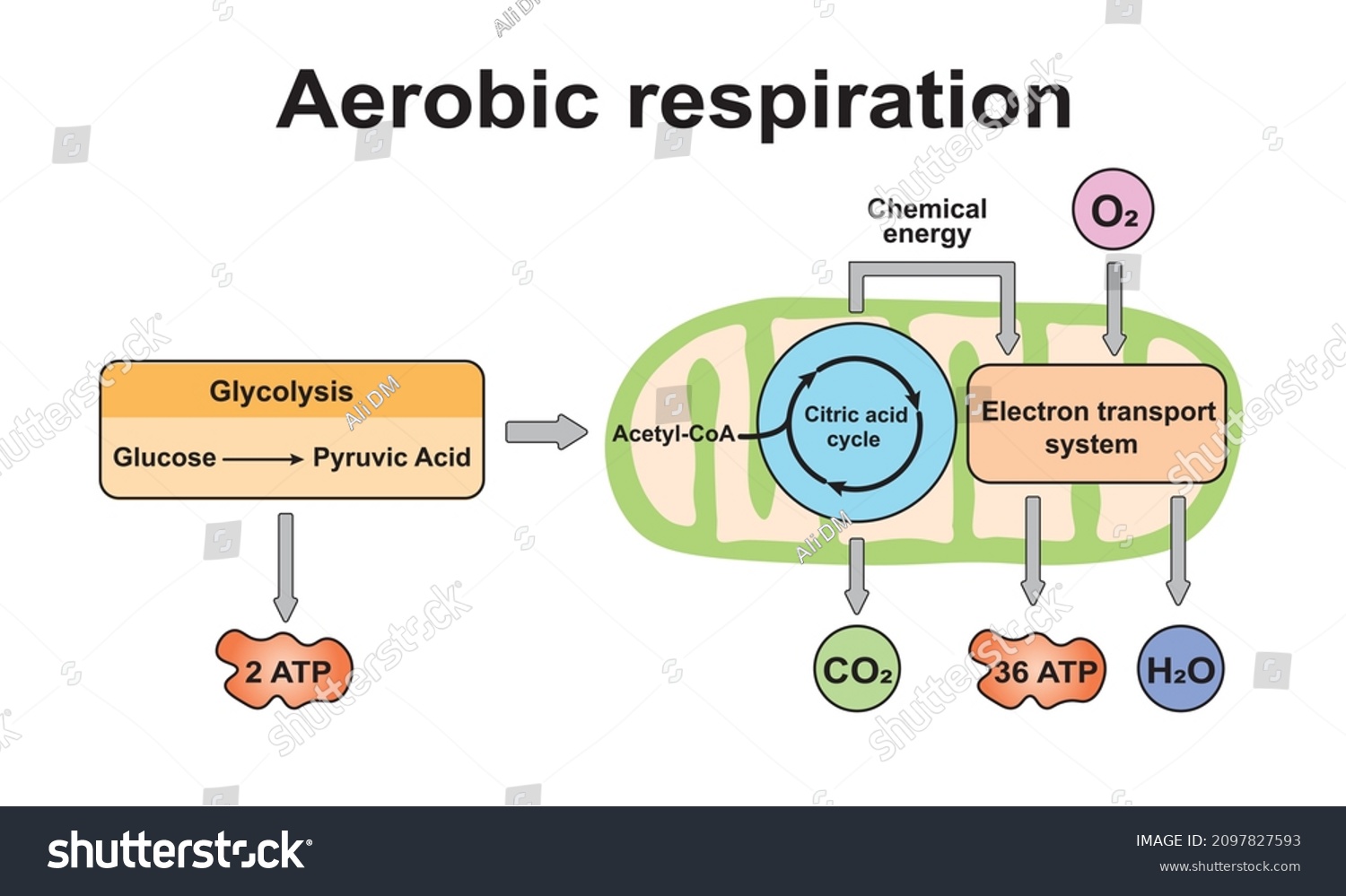 Aerobic Respiration Scheme. Colorful Symbols. Vector Illustration. #2097827593