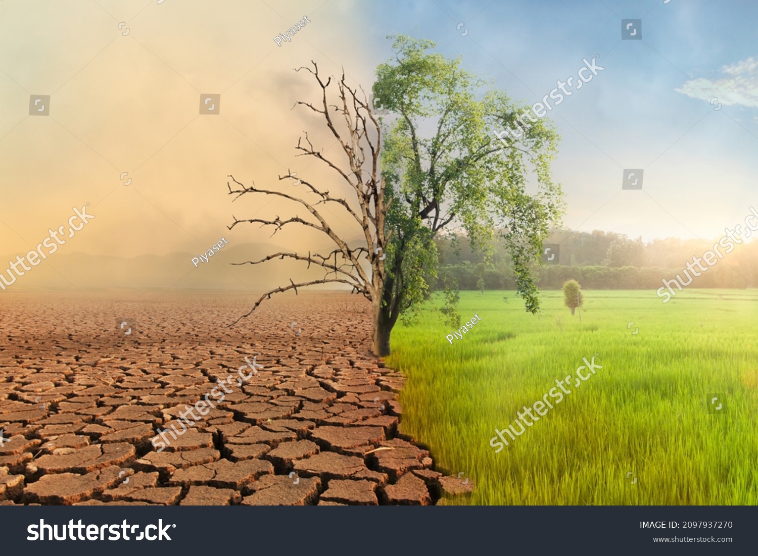 Climate change, Dead tree with air pollution and green grass with beautiful sunlight sky metaphor world nature disaster and global warming concept.	 #2097937270