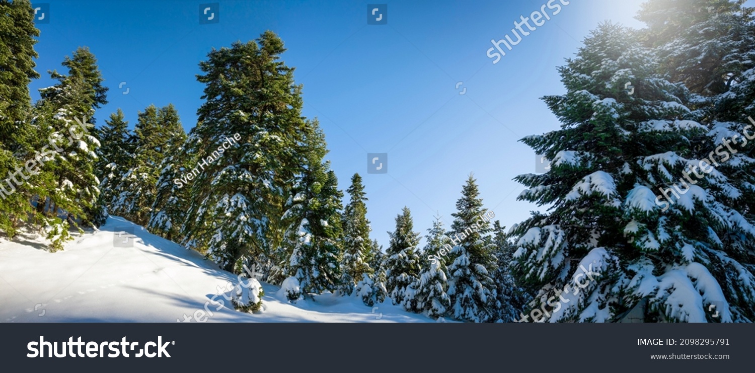 A beautiful winter landscape with snow covered fir trees and blue sky at Parnassus mountain, close to the popular winter mountain village of Arachova, Greece #2098295791
