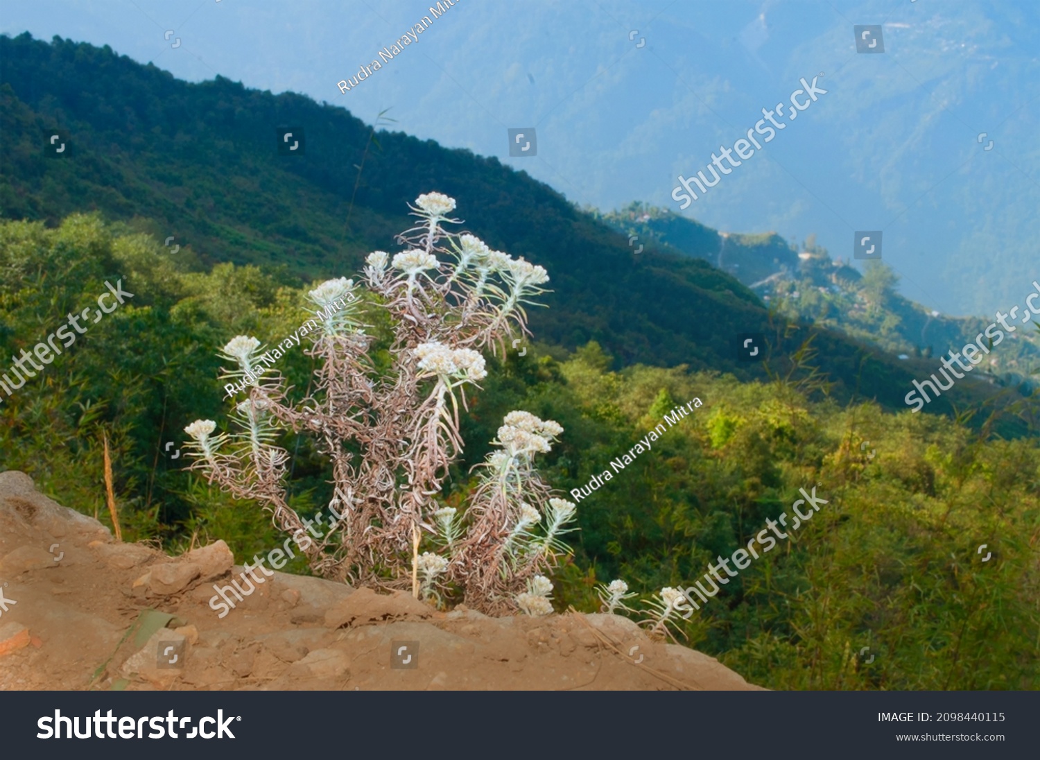 Play of light and shadow on Himalayan mountains, beautiful view of Silerygaon Village at Sikkim, India. Wild flowers in foreground. #2098440115