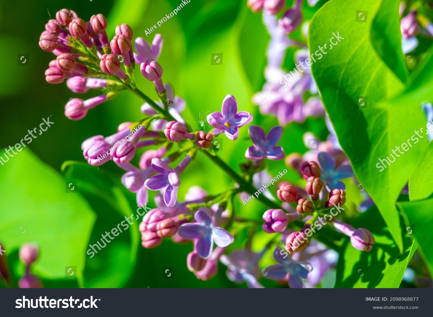 Lilacs Since lilacs have one of the earliest flowering periods, they symbolize spring and renewal. The flower also symbolizes confidence, making it a traditionally popular gift for graduates. #2098968877