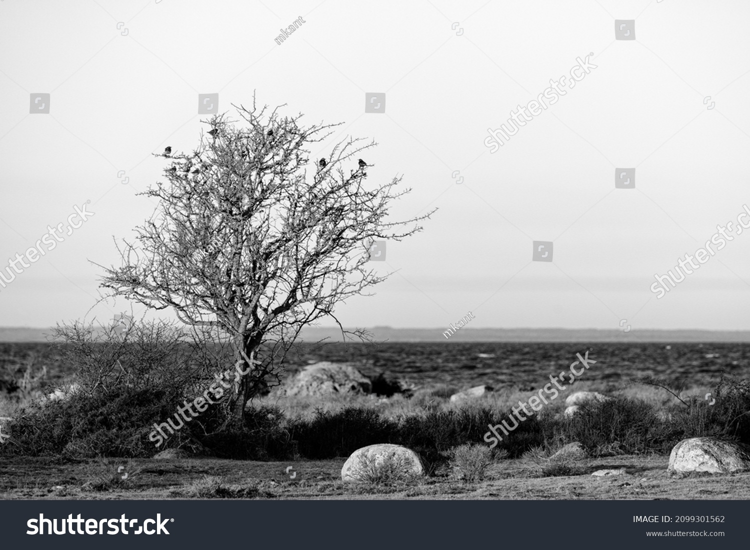 Old isolated tree with soem Fielfare birds in it on the island of Öland in Sweden. Black and white image to enhance the detail without the distraction of color. Serene lanscape shot. #2099301562