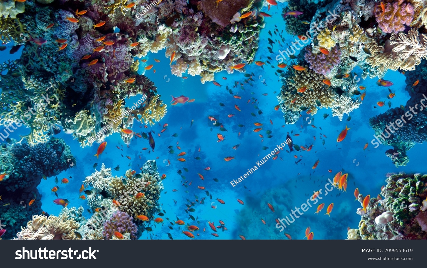 A kind of ocean animal under clear water with a coral pattern for decorating walls, bottom, floor or TV. 3D rendering #2099553619