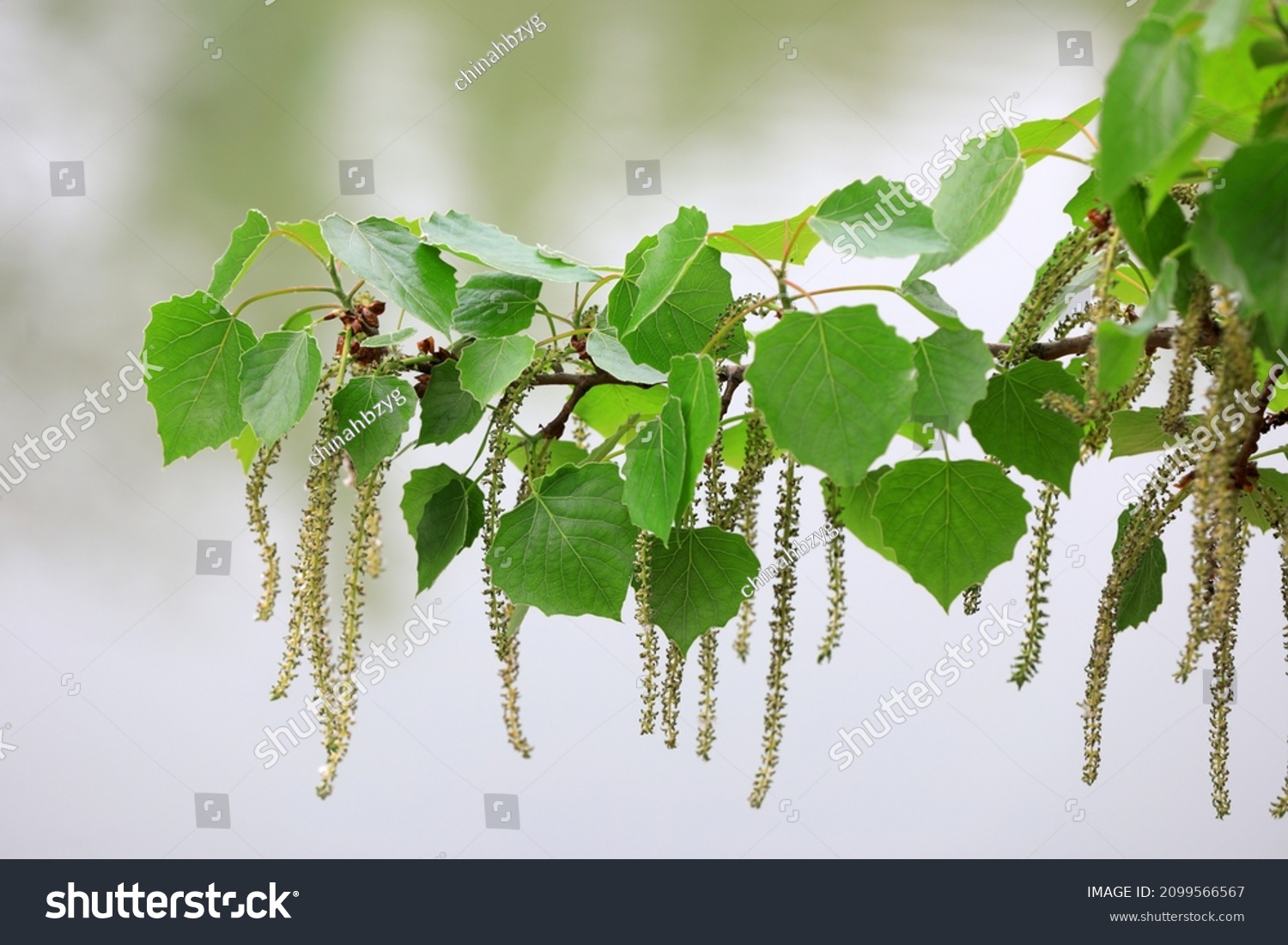 Close up of Populus tomentosa flowers, Beijing, China #2099566567