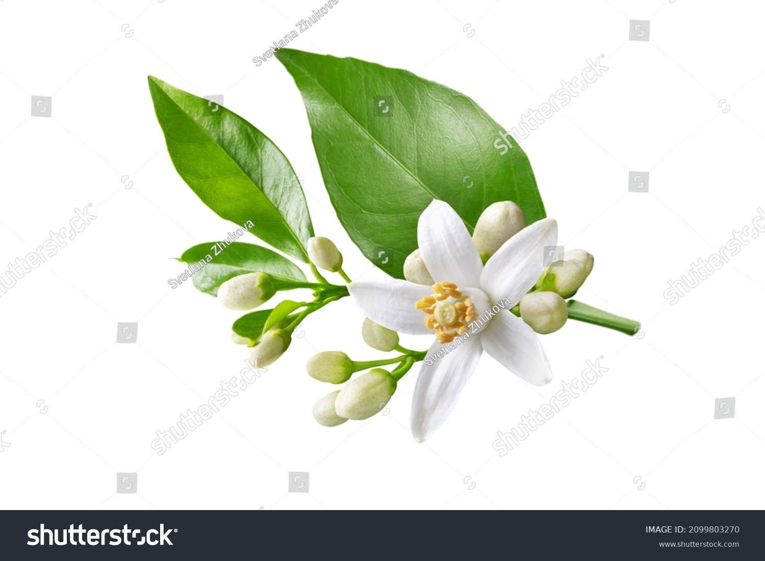 Orange tree branch with white flowers, buds and leaves isolated on white. Neroli blossom. Citrus bloom. #2099803270