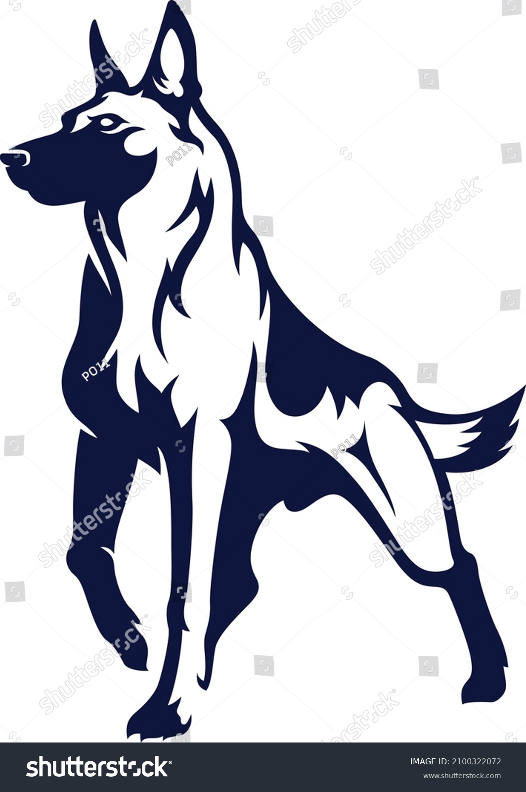 Confident Belgian Malinois (Shepherd) Dog  #2100322072