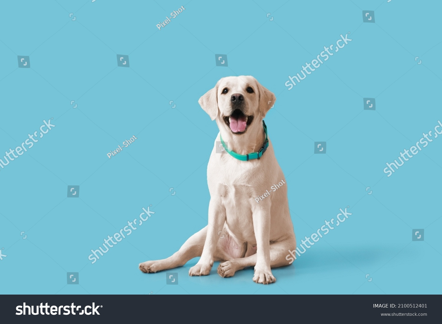 Cute Labrador dog sitting on blue background #2100512401