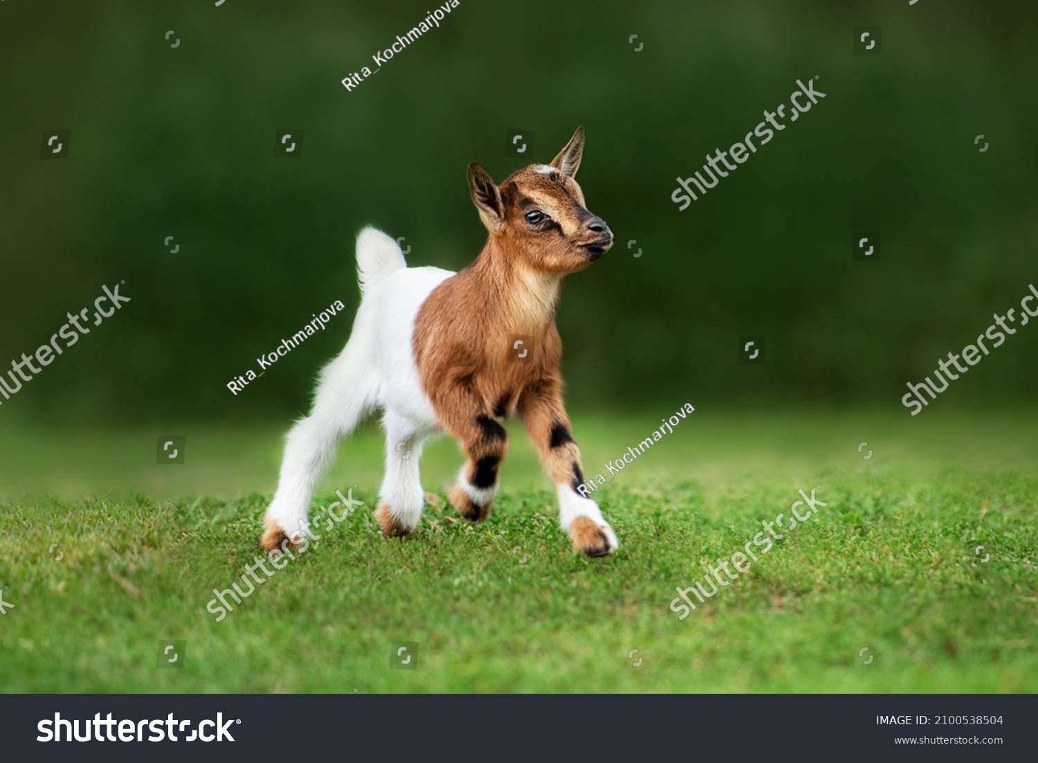 Little funny goat baby running in summer. Farm animals. #2100538504