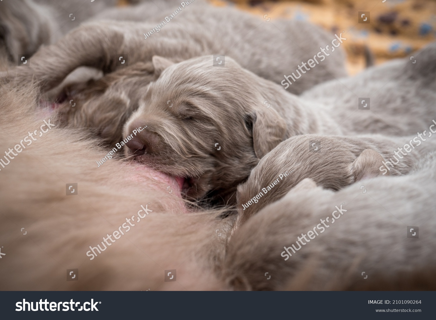 Seven newborn longhair weimaraner puppies drink at their mother dog. Small pedigree gray dogs grow up with their families. #2101090264