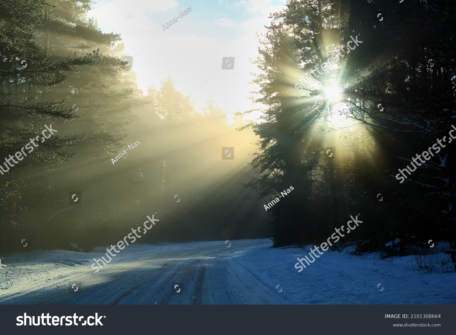 Winter sun rays trough trees on a forest road on a supper foggy dat. Selective focus. High quality photo #2101308664