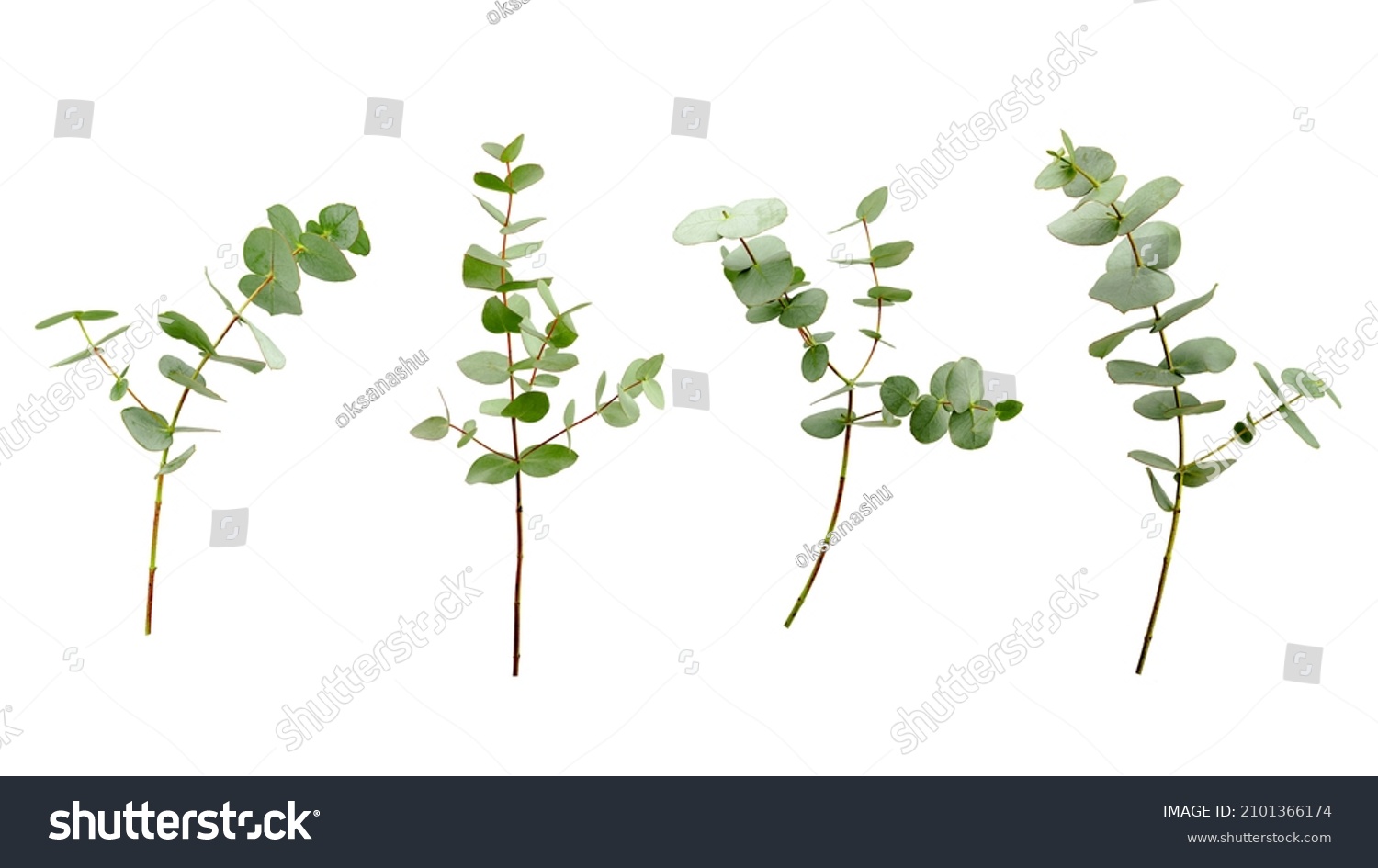 Set of eucalyptus branches with leaves isolated on white background. #2101366174