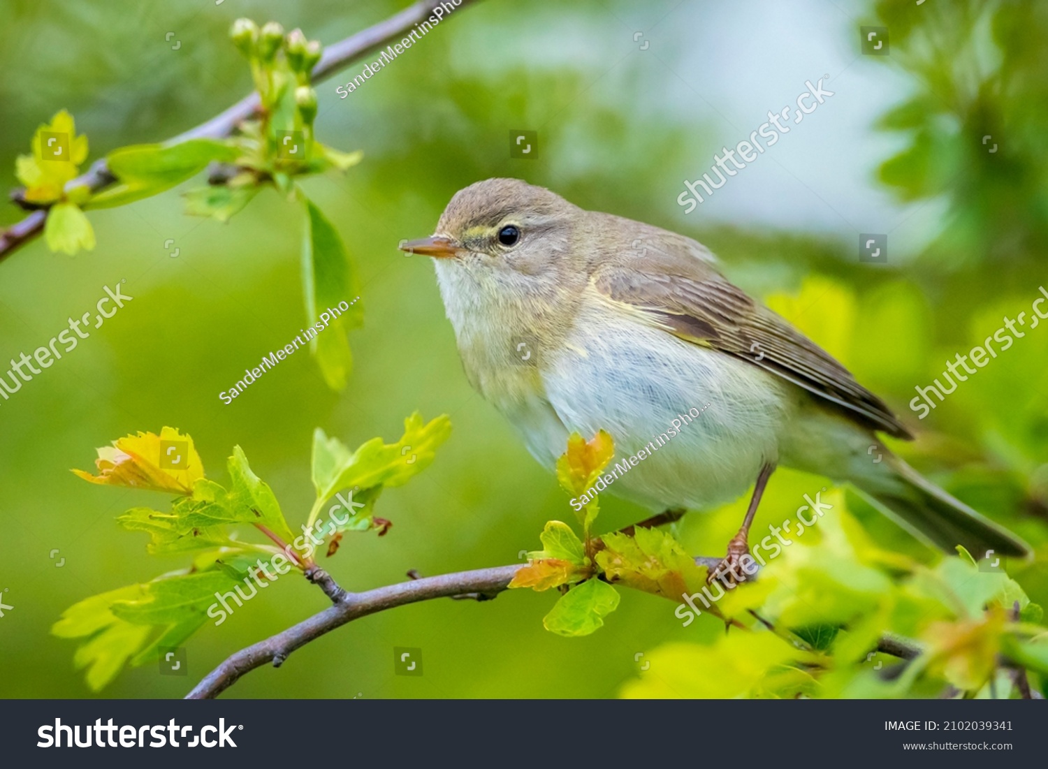 Close-up of a Willow warbler bird, Phylloscopus trochilus, singing on a beautiful summer evening with soft backlight on a green vibrant background. #2102039341
