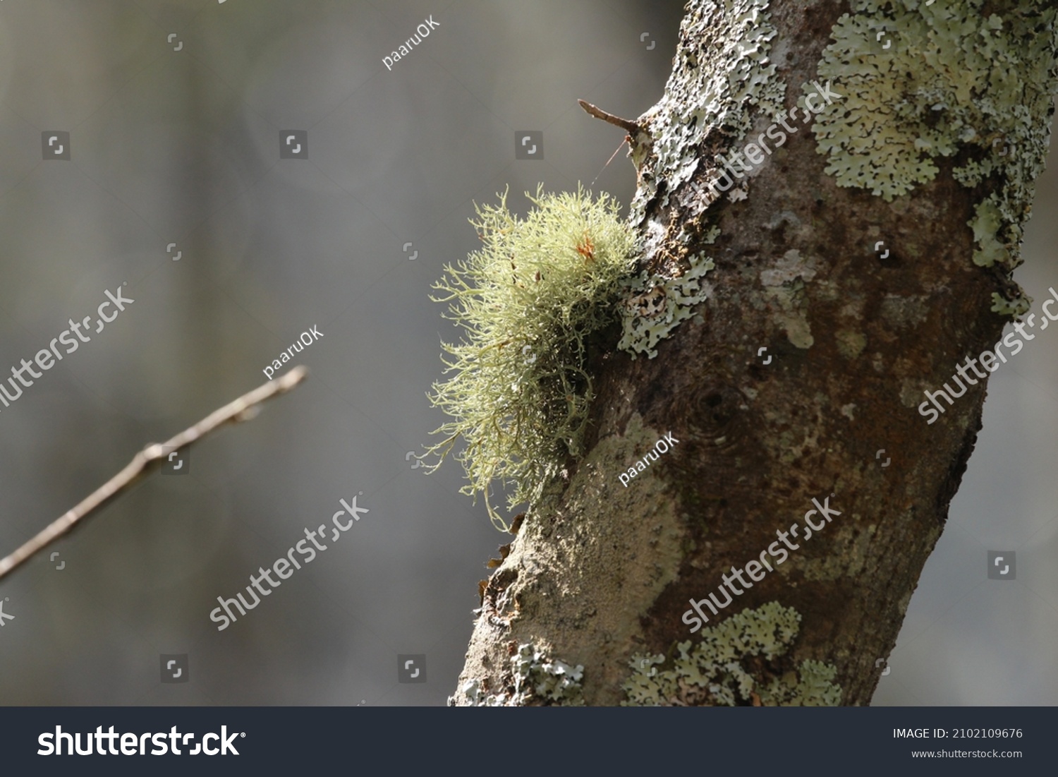 A kind of non-vascular plants in the branch of a tree in the forest #2102109676