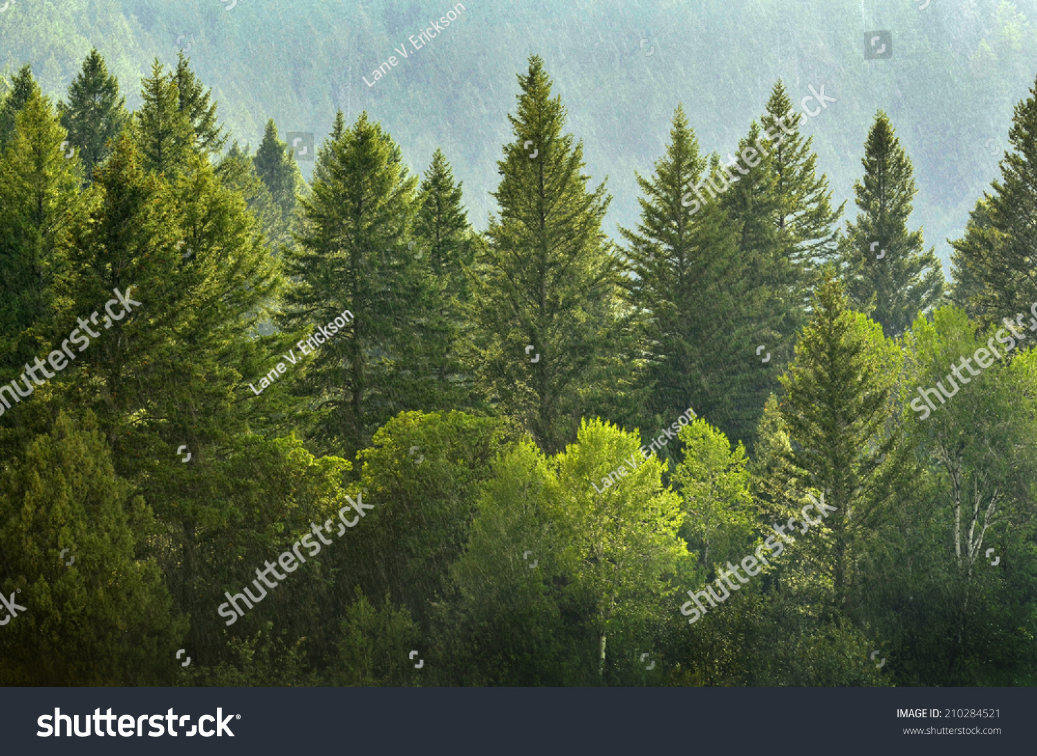 Forrest of green pine trees on mountainside with rain #210284521