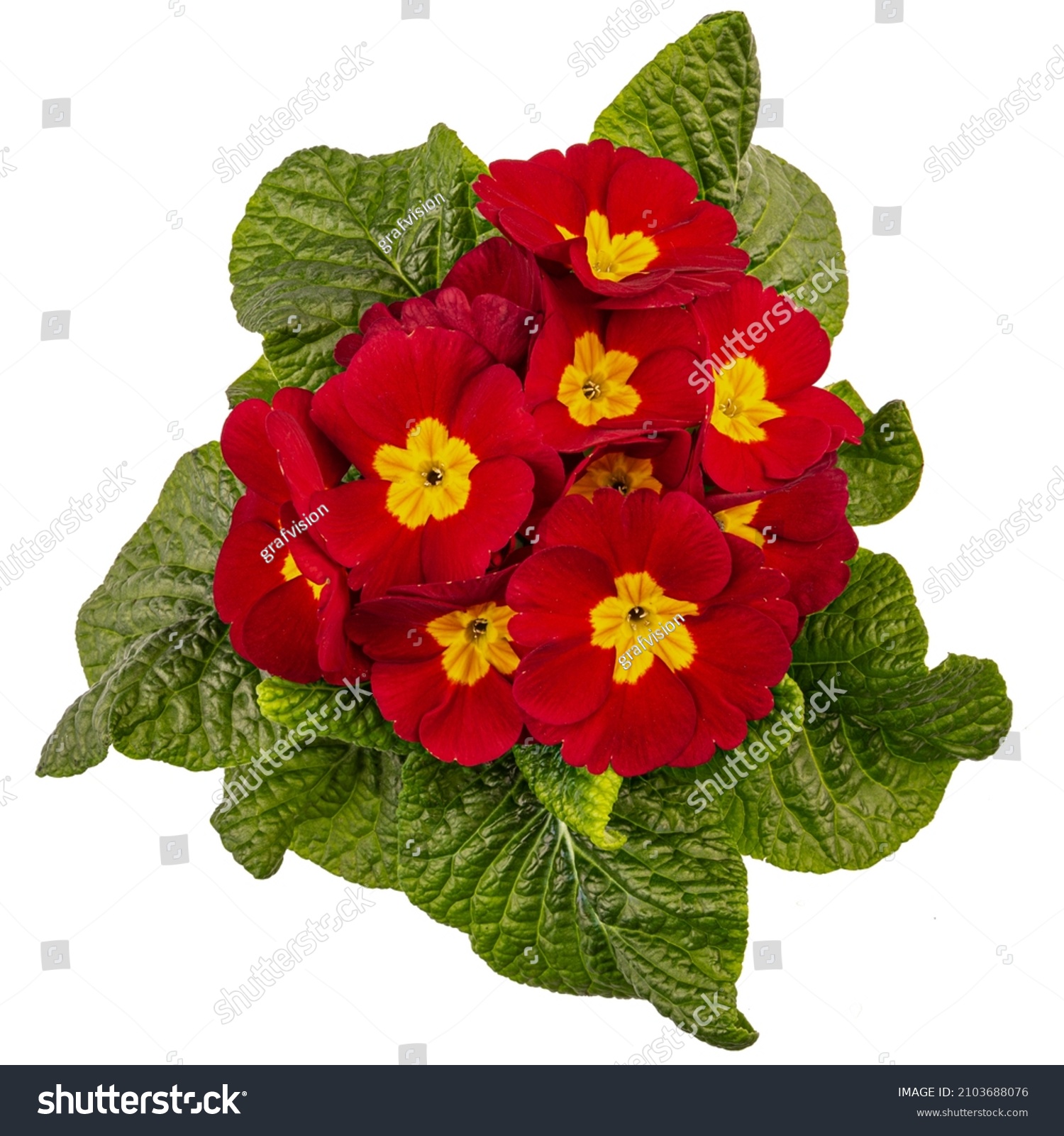 Primula Crescendo bright red, red primrose on white background, flat lay, top view #2103688076