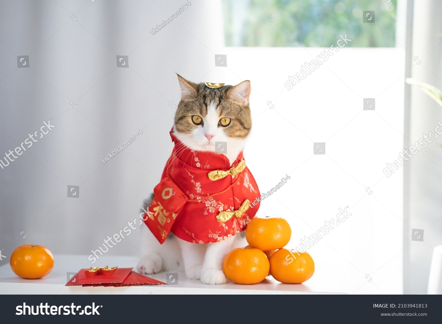 chinese new year concept with cat wearing red chinese traditional cloth sit with red envelope orange and gold on table #2103941813