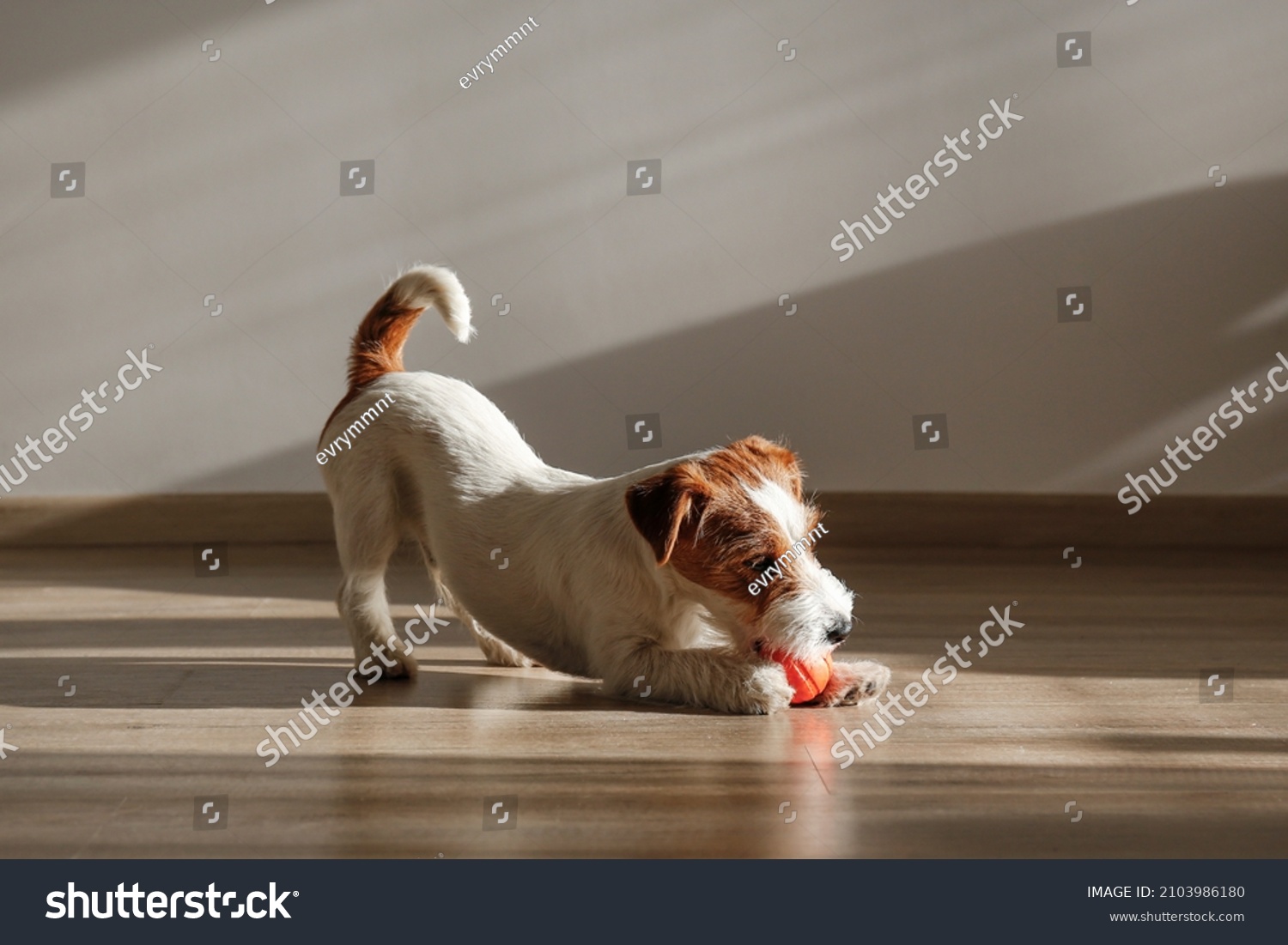 Cute four months old wire haired Jack Russel terrier puppy playing with orange rubber ball. Adorable rough coated pup chewing a toy on a hardwood floor. Close up, copy space, wood textured background. #2103986180
