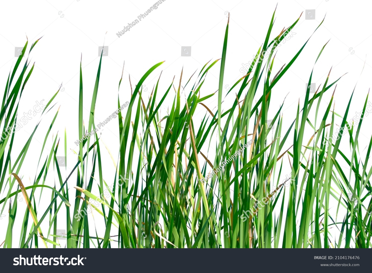 Long green grass and reeds isolated on white background with copy space #2104176476