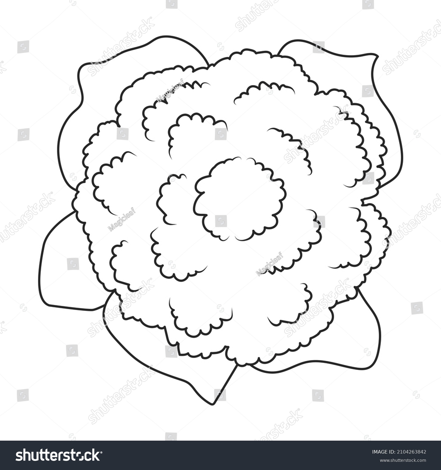 Cauliflower vector icon.Outline vector icon isolated on white background cauliflower. #2104263842