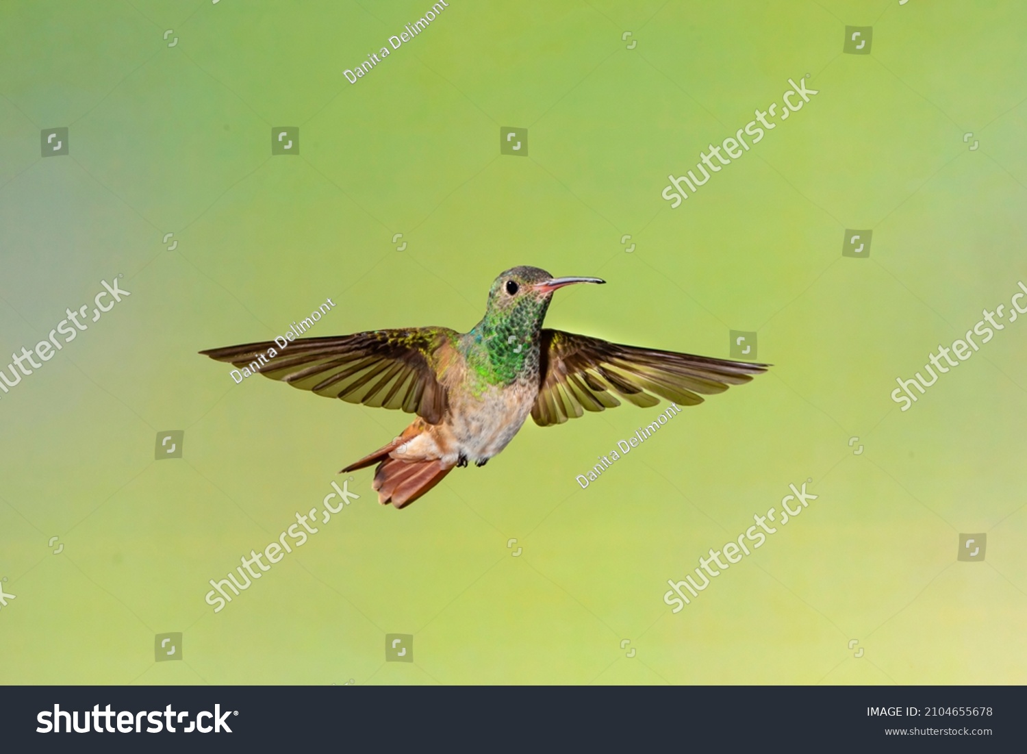 Buff-bellied Hummingbird (Amazilia yucatanensis) flying #2104655678