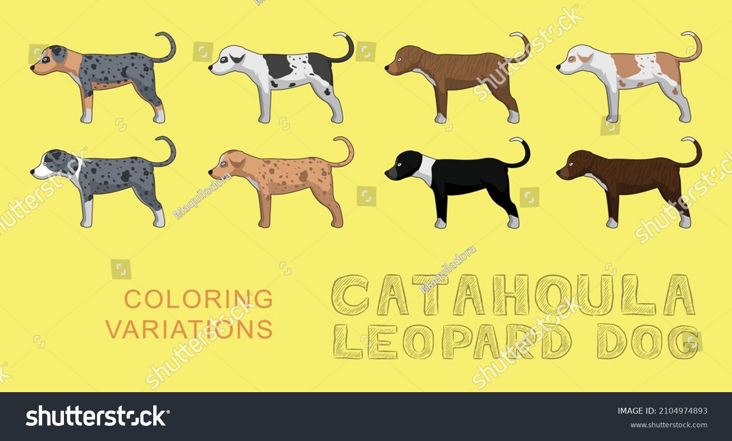 Dog Catahoula Leopard Dog Coloring Variations - Royalty Free Stock ...