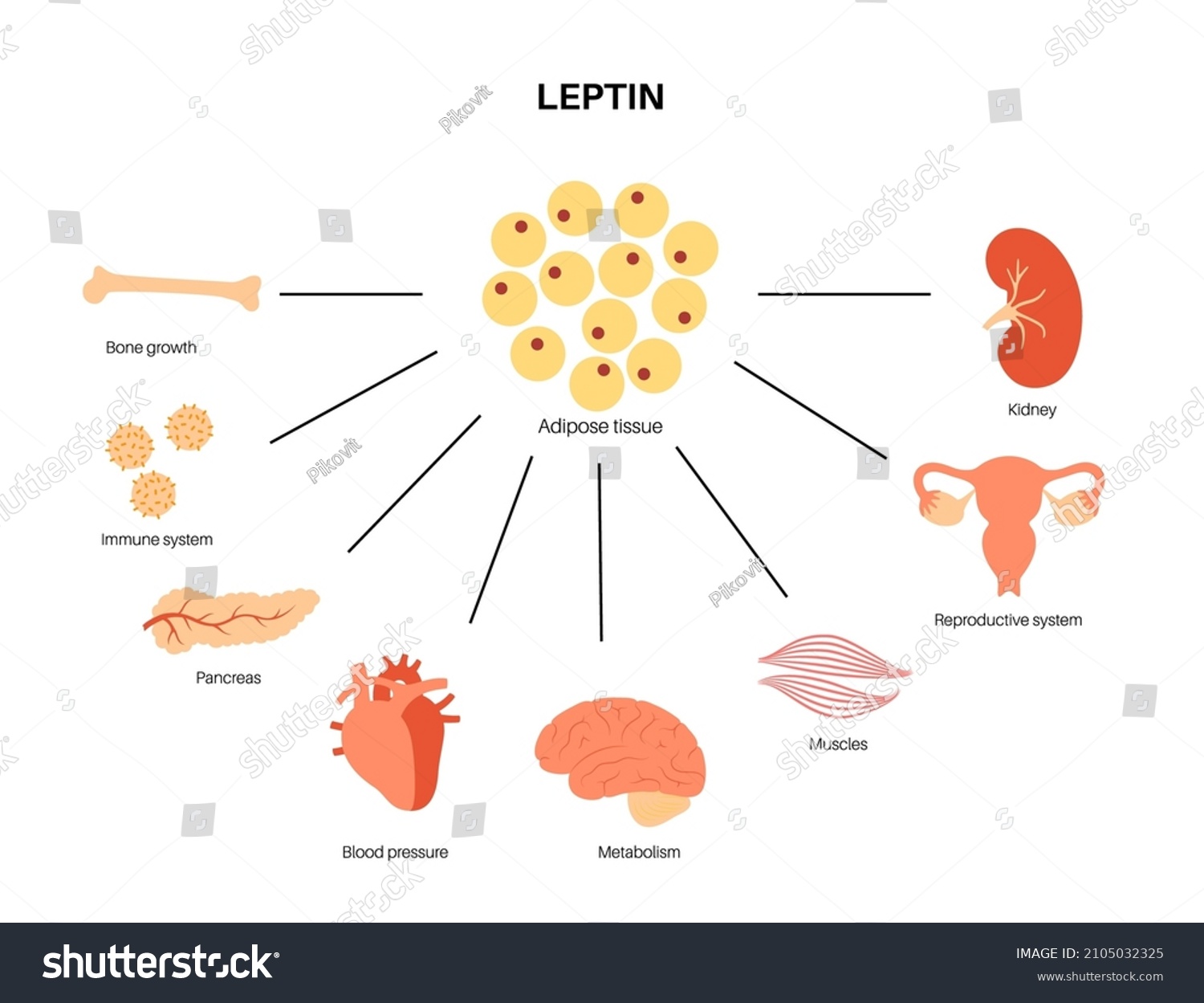 Leptin Diagram. Human Appetite Hormone. - Royalty Free Stock Vector ...