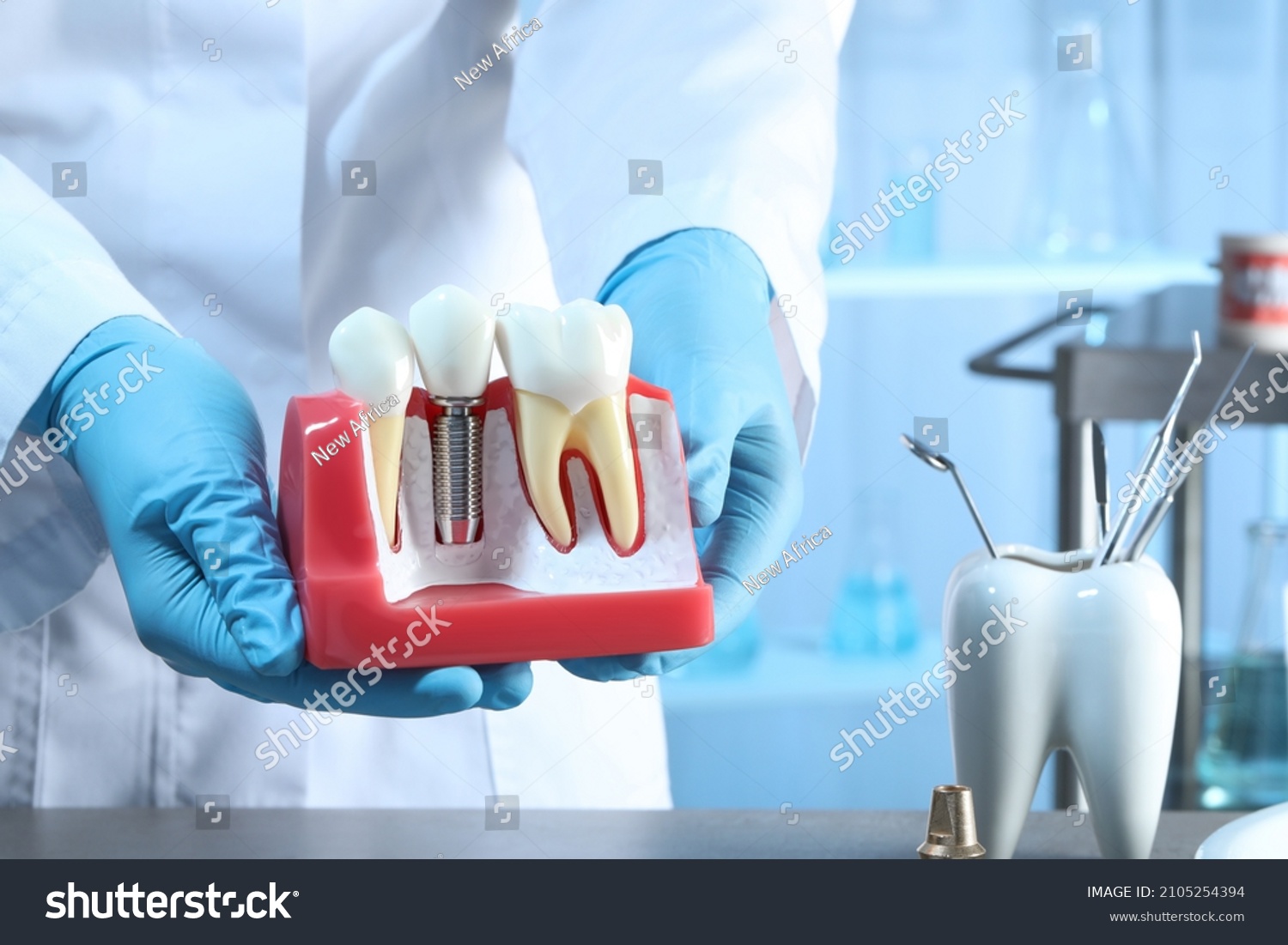 Dentist holding educational model of gum with dental implant between teeth indoors, closeup #2105254394