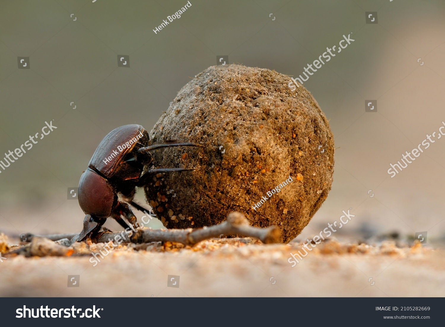 Dung beetle with his dung ball to impress the ladies in a Game Reserve, part of the greater Kruger region in South Africa #2105282669