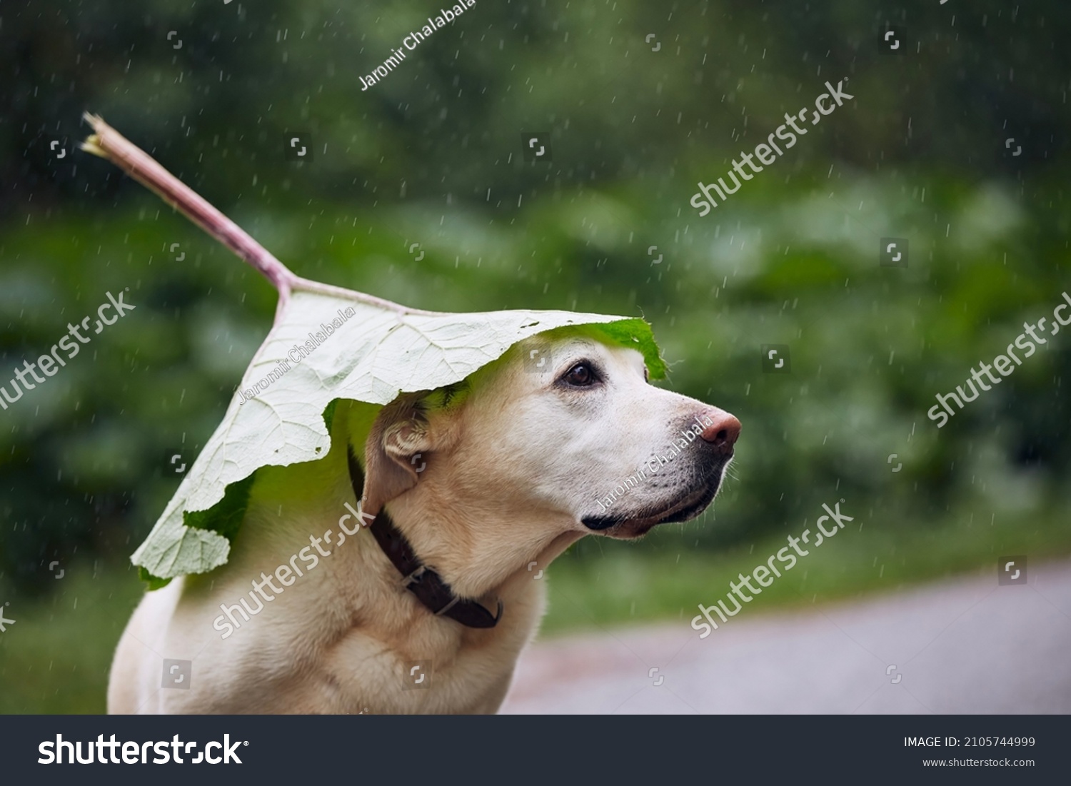 Funny portrait of dog during rainy day. Labrador retriever hiding head under leaf of burdock in rain.
 #2105744999