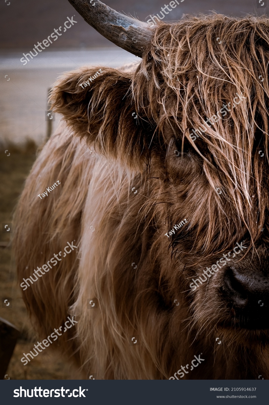 Hairy Heilan Coo - just out here looking all windswept and 'moo-dy' (pun intended!). Scotland's highland cattle are a beautiful sight to behold. Who knows if they can actually see where they are going #2105914637