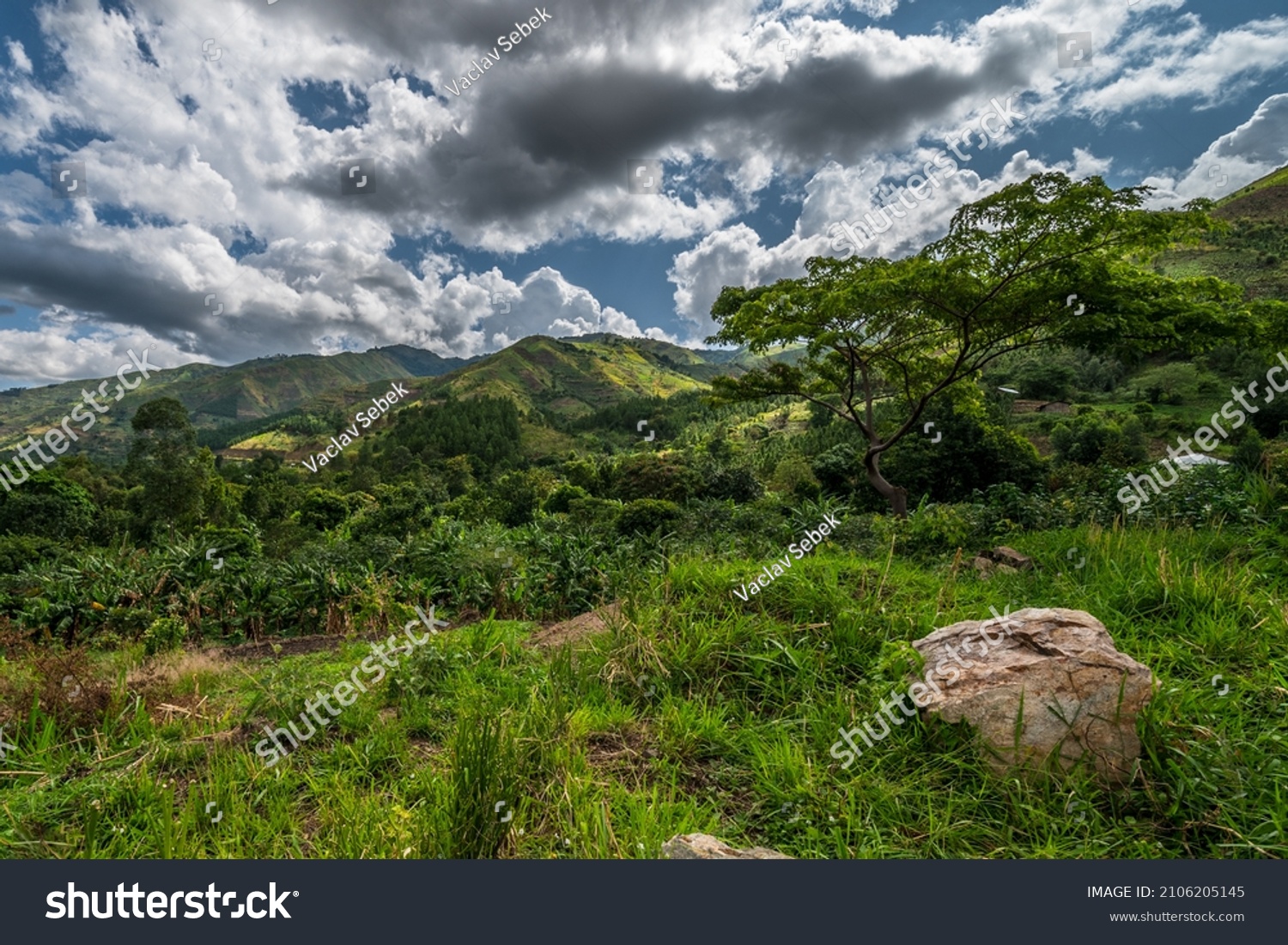 Beautiful landscape in southwestern Uganda, at the Bwindi Impenetrable Forest National Park, at the borders of Uganda, Congo and Rwanda. The Bwindi National Park is the home of the mountain gorillas #2106205145