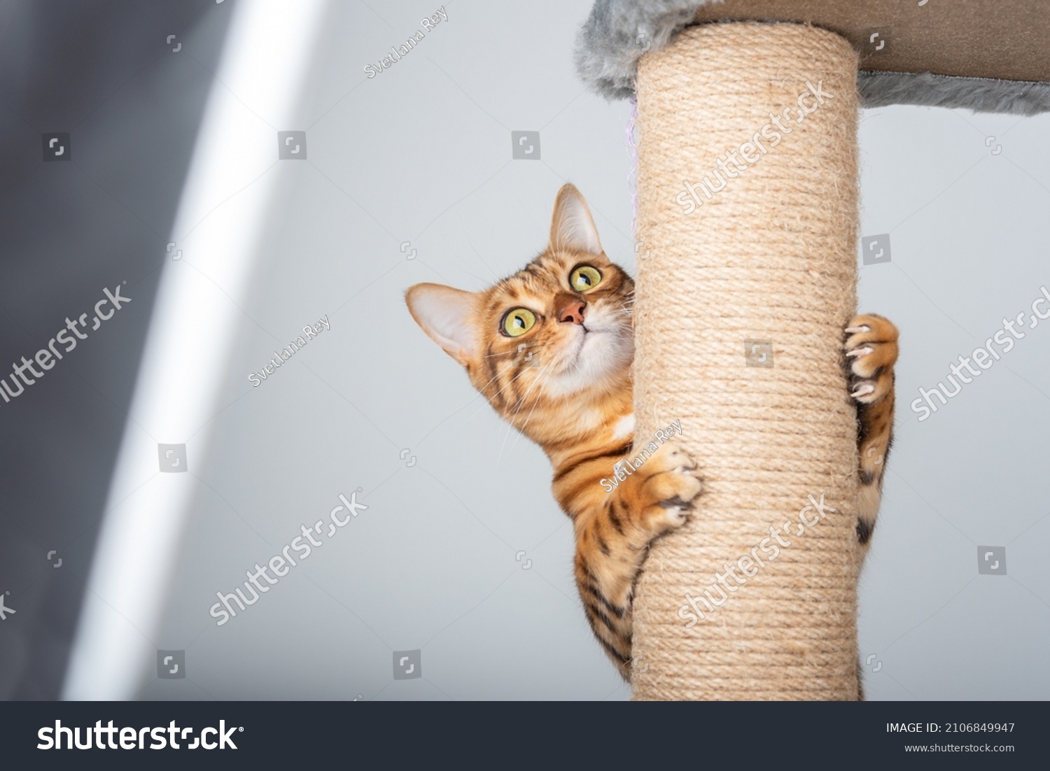 Funny domestic cat climbs up the cat pole. #2106849947