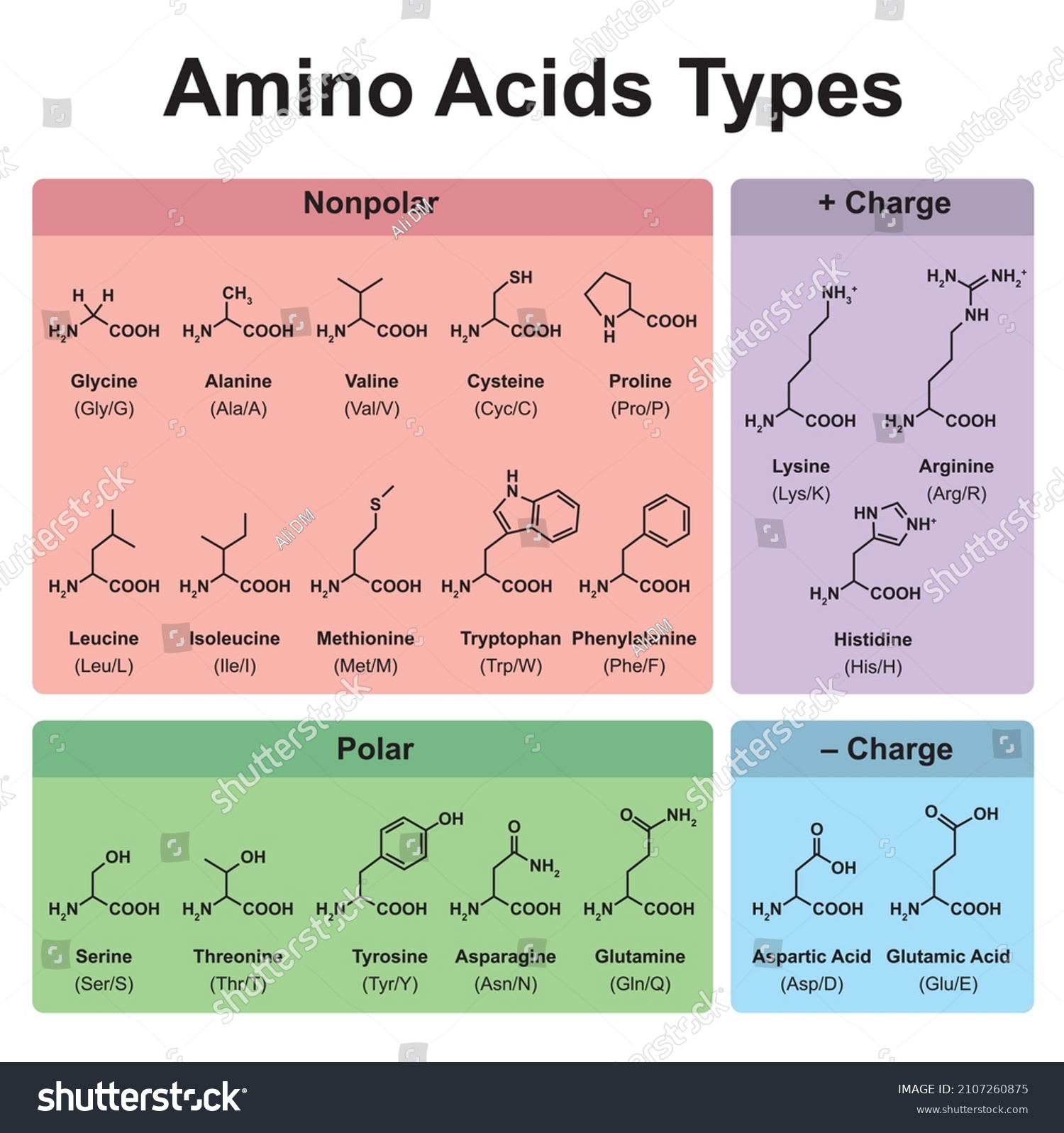 Amino Acids Types Table Showing The Chemical Royalty Free Stock Vector 2107260875 