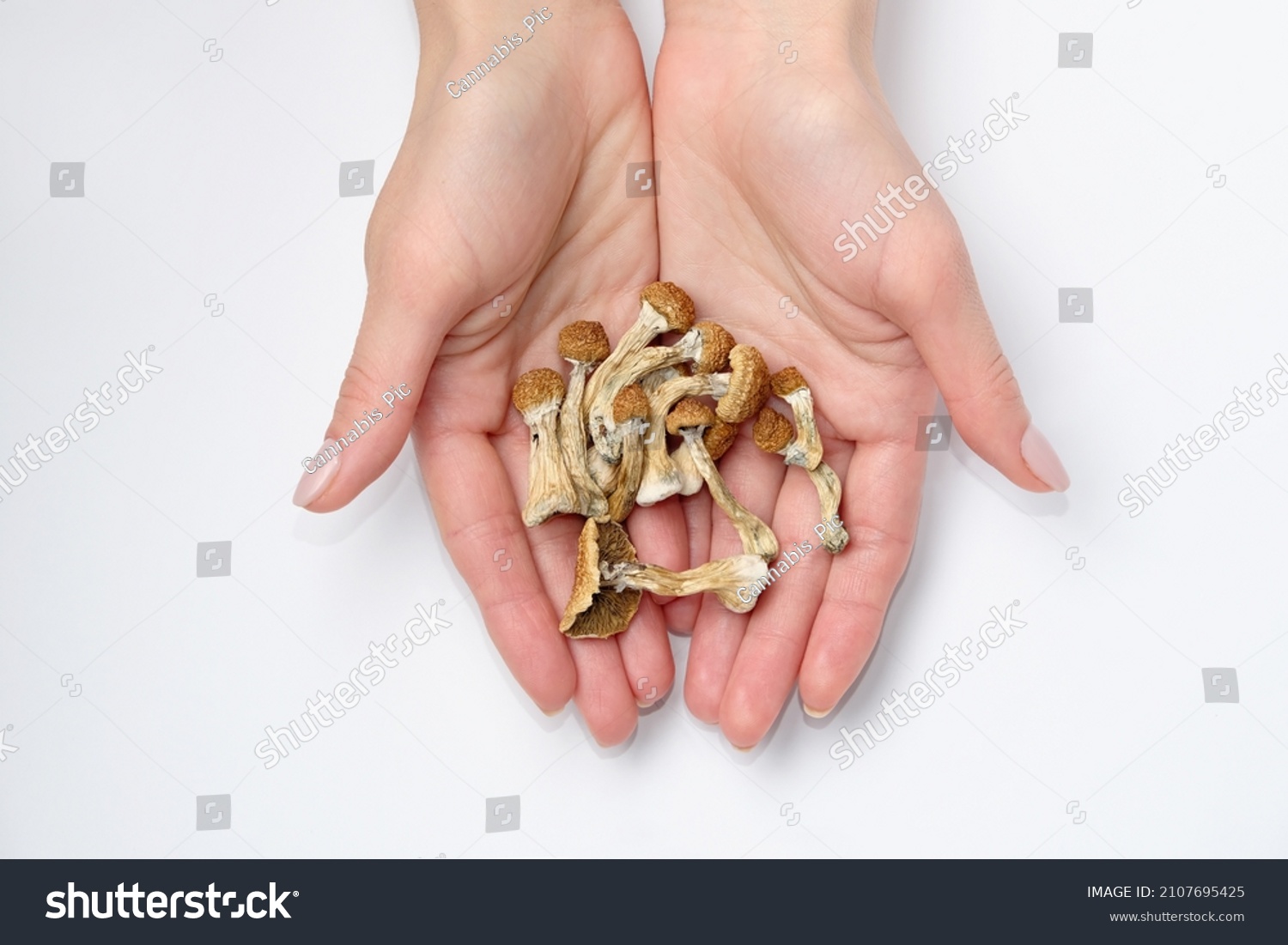 Psilocybin mushrooms in hands on white background.Isolated layout. Psychotropic therapy. #2107695425