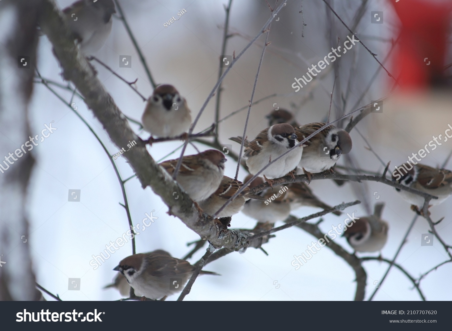 A flock of sparrows sits on a tree branch on a winter day. Passer montanus. Hungry sparrows sit on a bare tree branch near a red feeder. Winter songbirds.  #2107707620