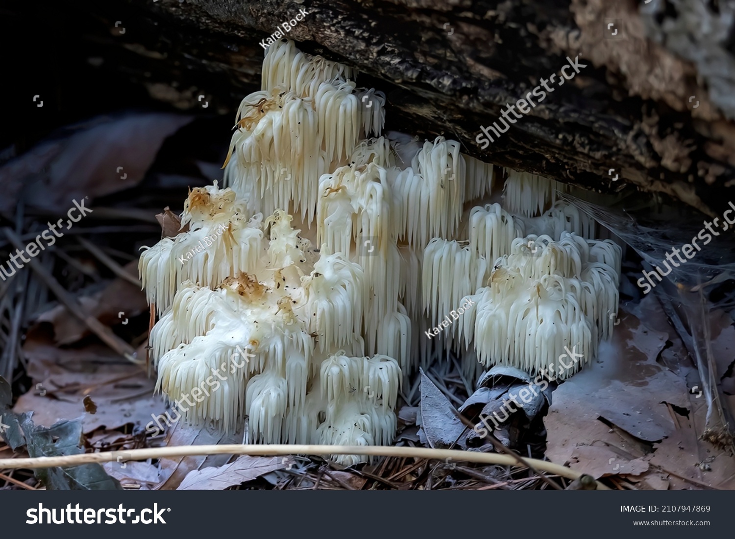 Lion's mane, (Hericium erinaceus ) also called monkey head mushroom, bearded tooth mushroom, satyr's beard, bearded hedgehog mushroom, pom pom mushroom, or bearded tooth fungus. #2107947869