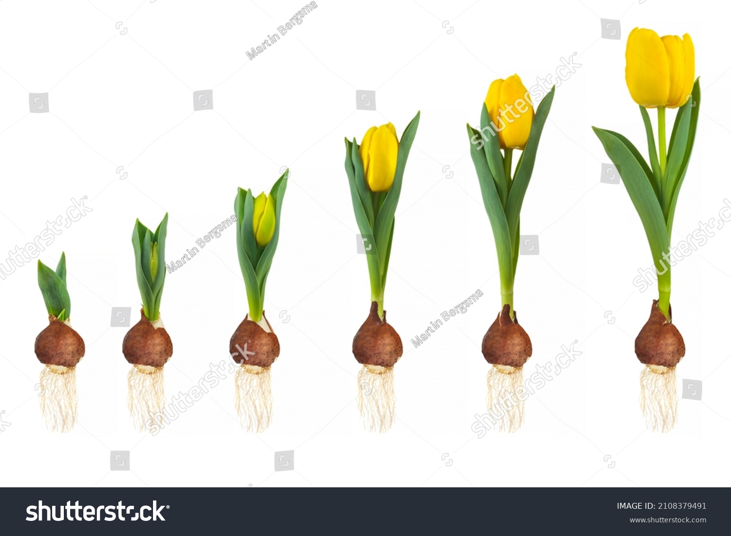 Growth stages of a yellow tulip from flower bulb to blooming flower isolated on a white background #2108379491