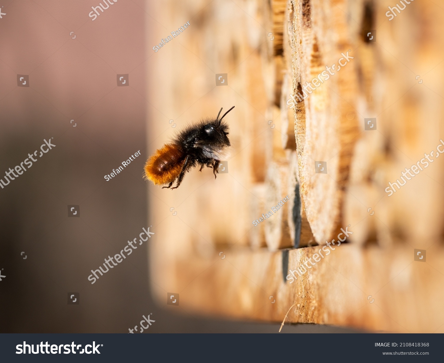 Osmia wall bee flying in front of nest, sunny day in spring, Vienna (Austria) #2108418368