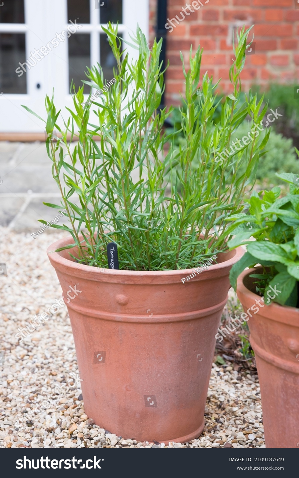 French tarragon, herb plant growing in a terracotta pot in a UK kitchen garden #2109187649