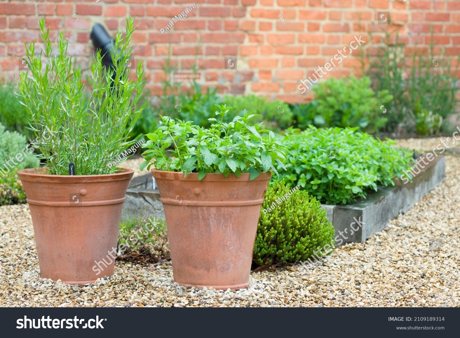 Fresh herb plants, herbs growing in containers in a UK courtyard garden #2109189314