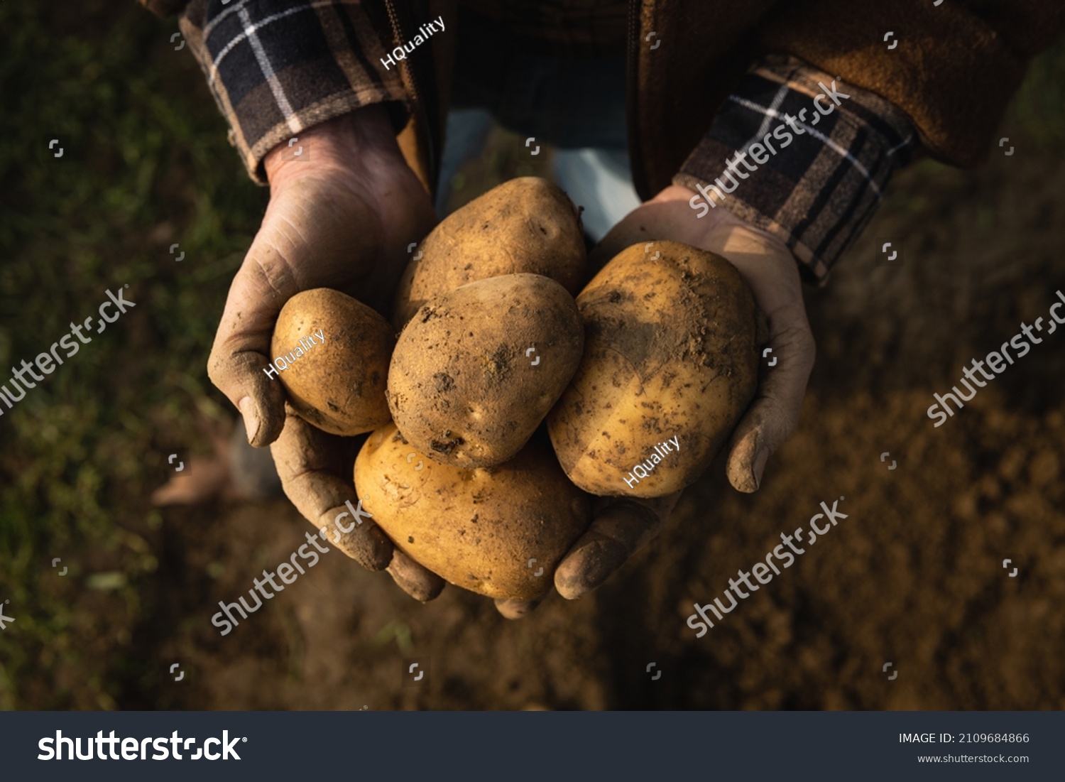 Cinematic close up shot of mature farmer's hands showing heap of fresh raw potatoes harvested at the moment on countryside agricultural bio and eco farming cultivation field garden. #2109684866