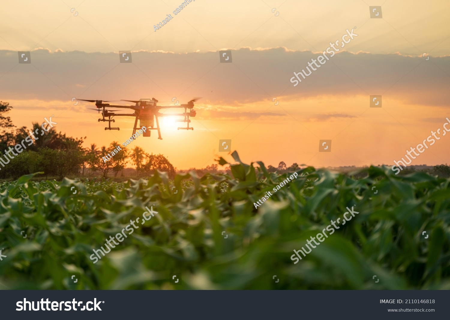 Agriculture drone fly to sprayed fertilizer water or holmone on the sweet corn fields .Agriculture technology drones modern farming tools of croppers. #2110146818