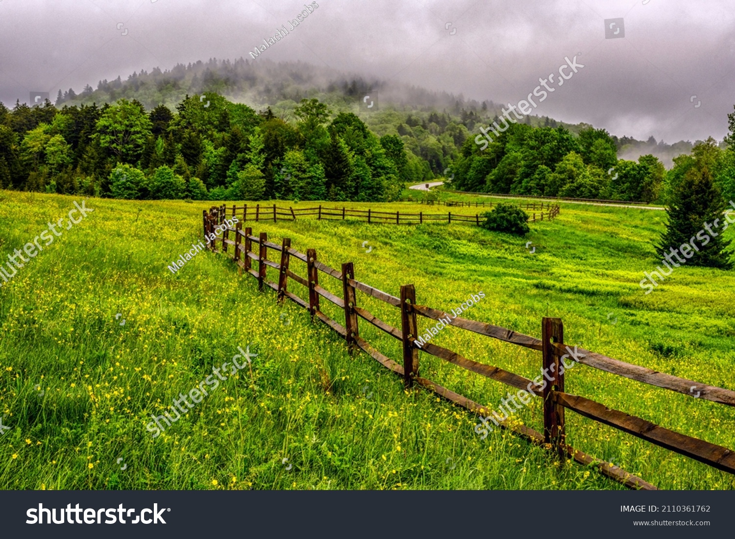 Tea Creek Meadow, buttercups and rail fence along the Highland Scenic Highway, a National Scenic Byway in Pocahontas County, West Virginia, USA #2110361762
