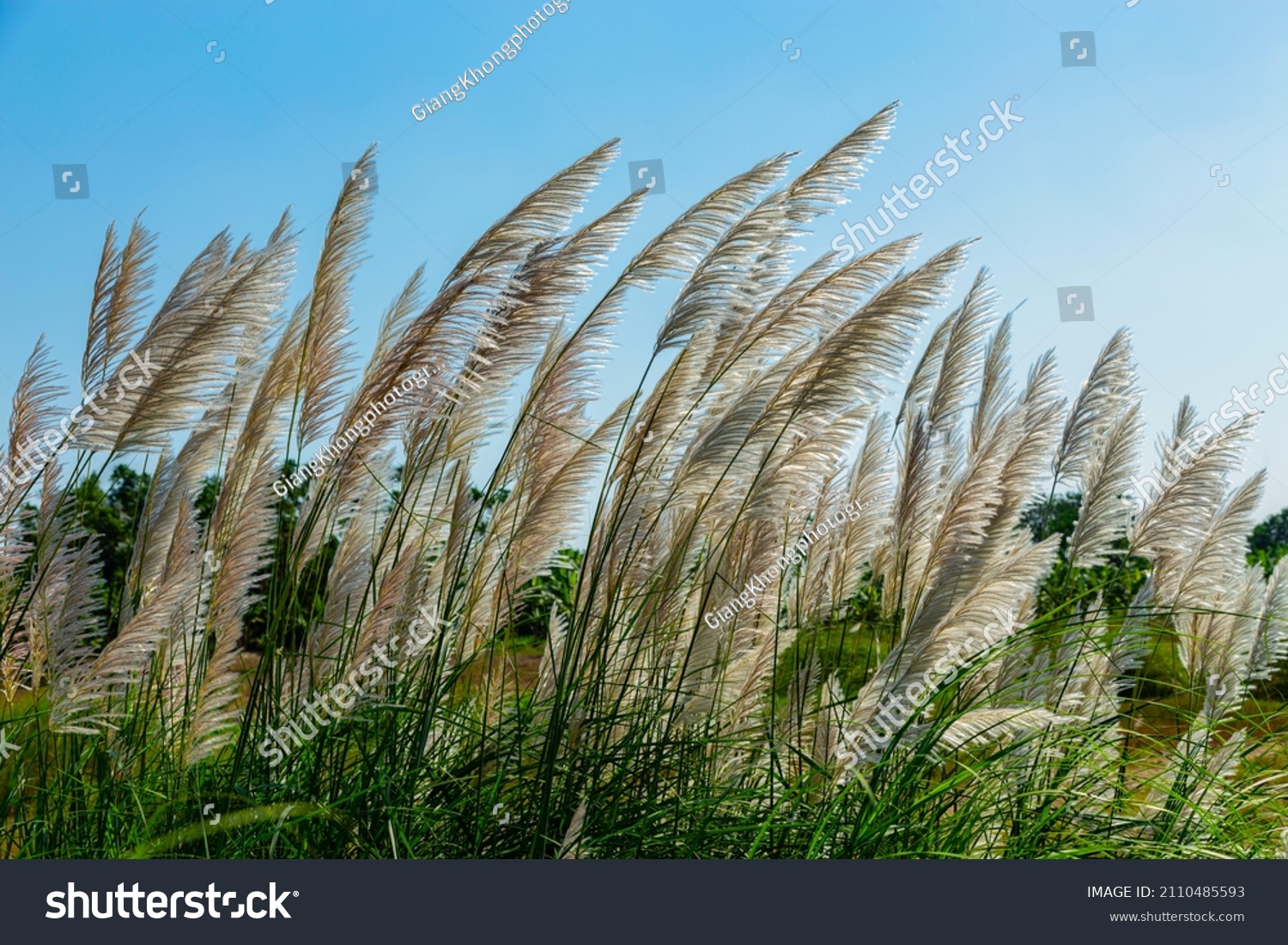 reeds flower in the sunshine #2110485593